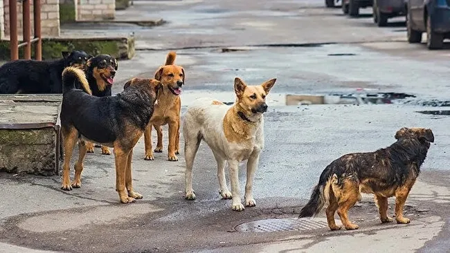 İmzaya açıldı! İşte sokak hayvanları yasa teklifinin son hali…