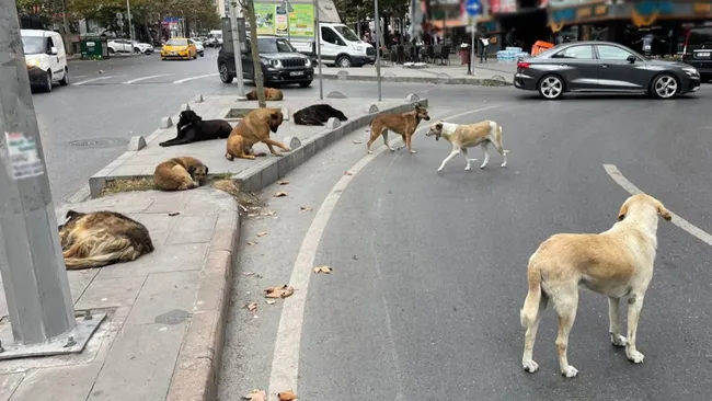 Sahipsiz köpek düzenlemesi resmen yasalaştı! Ne zaman yürürlüğe girecek?