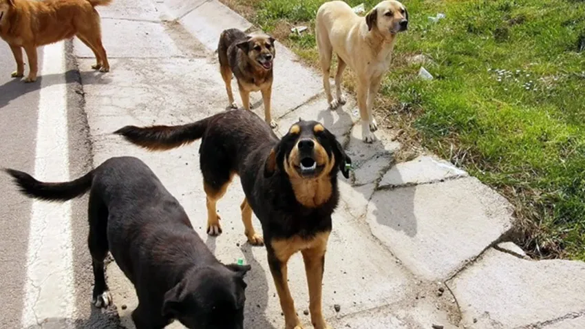 Sokak köpekleriyle ilgili düzenlemede yeni detay! Para cezası