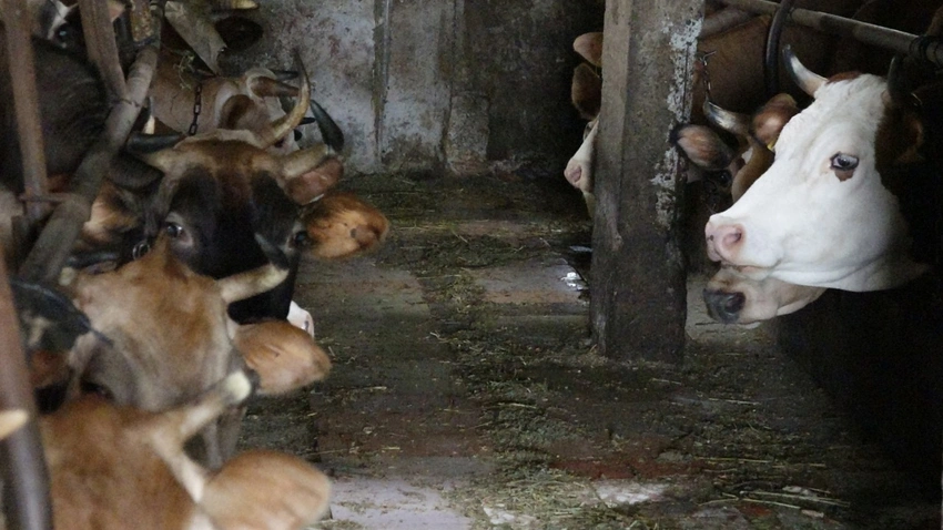 Kurban kesecekler dikkat! Resmen ceza yağacak