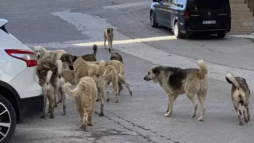 Sokak köpekleri tartışmasında yeni iddia! Kanun Meclis'e geliyor