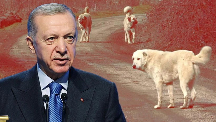 Cumhurbaşkanı Erdoğan’dan sokak hayvanları talimatı! Uyutma...